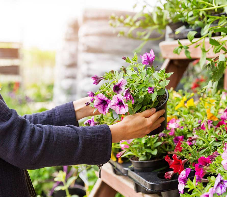 al-comprar-una-planta
