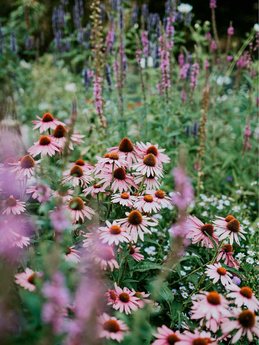color-en-el-jardin