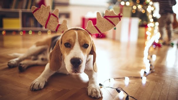 regalos para tu amigo canino