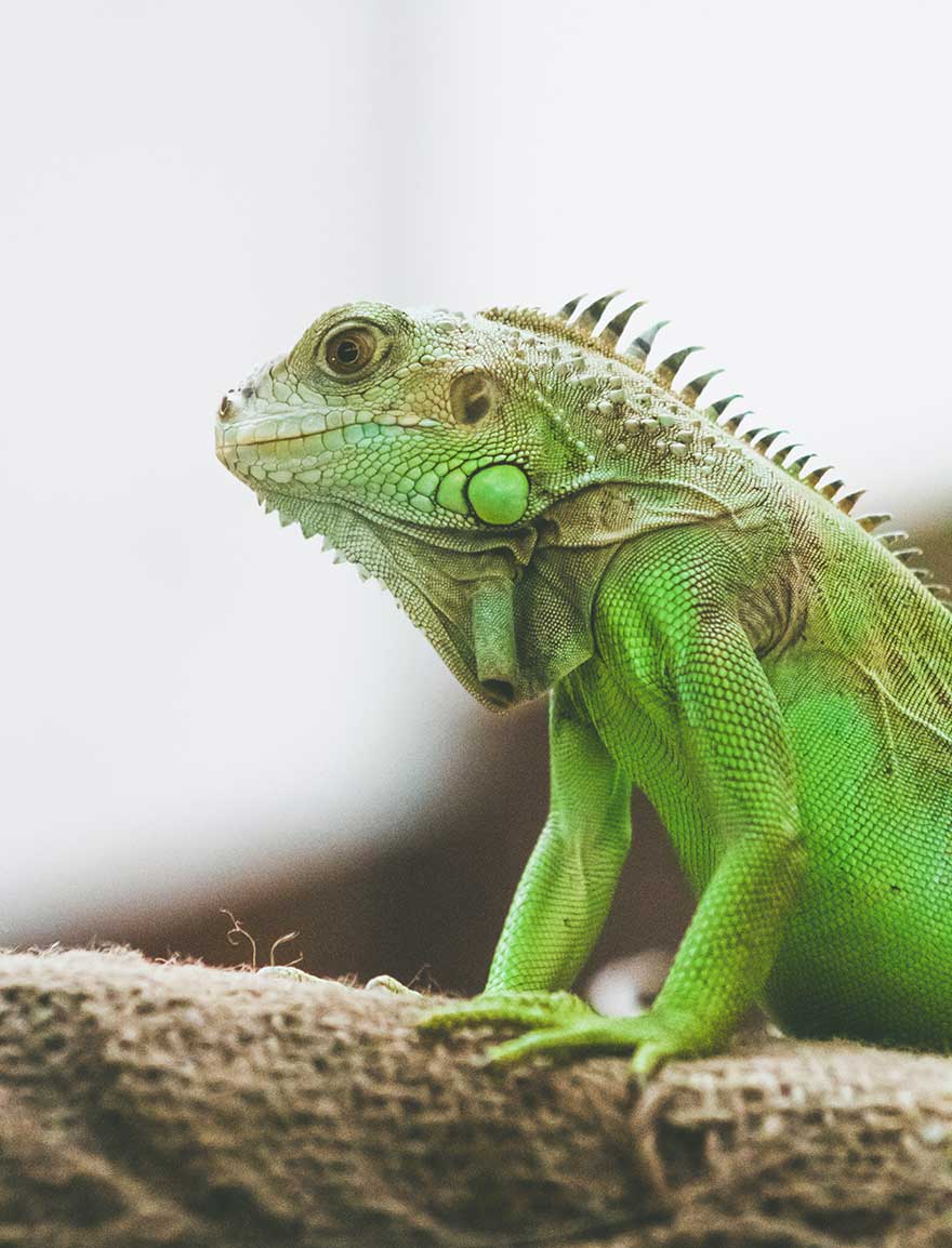 la-iguana-como-mascota