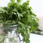 como-guardar-el-cilantro
