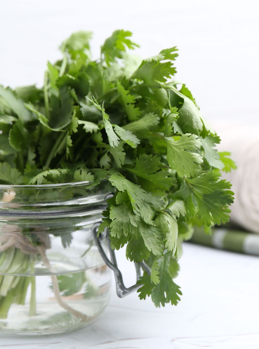 como-guardar-el-cilantro