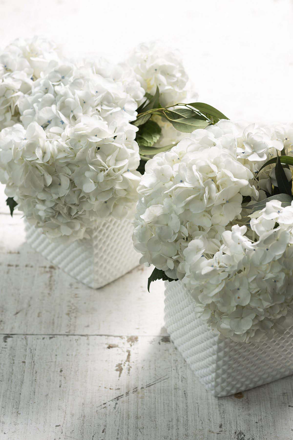 hortensias