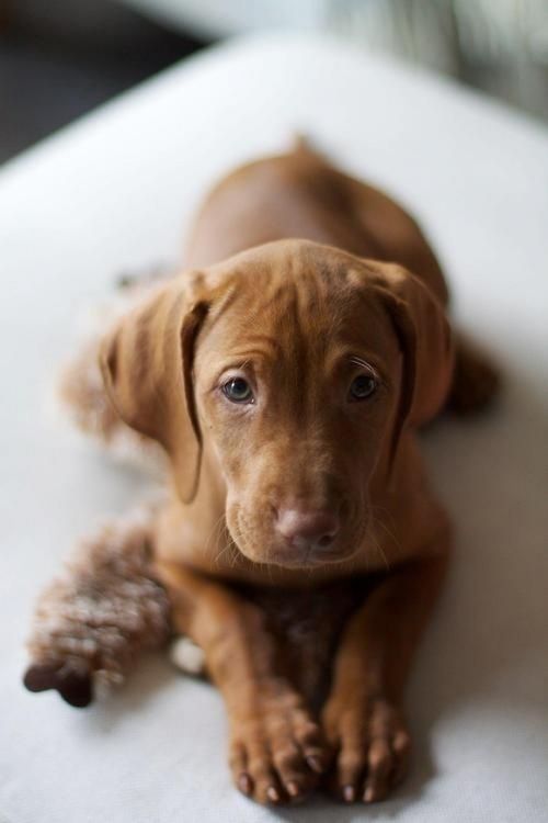 mascota ideal