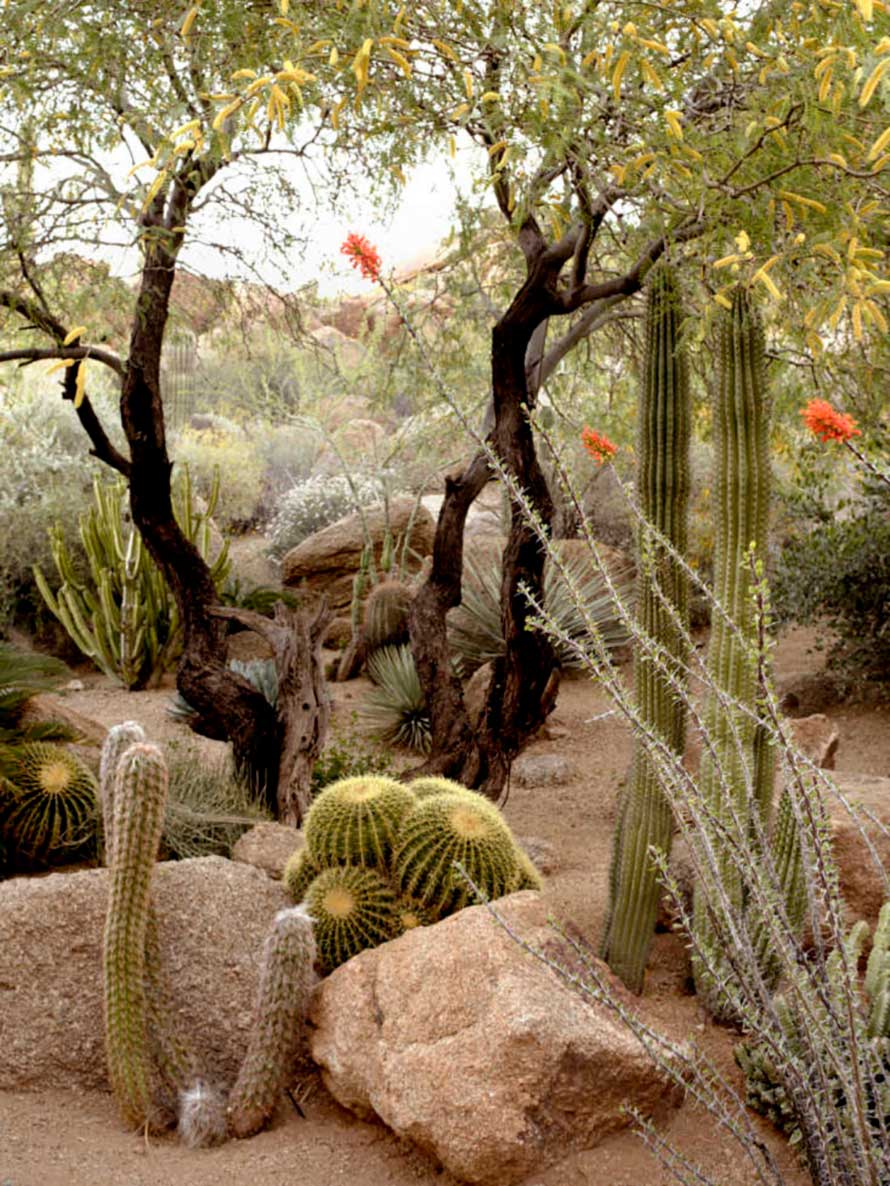 jardin-desertico-2
