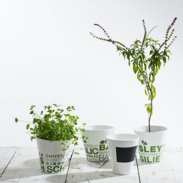 plantas aromaticas 2