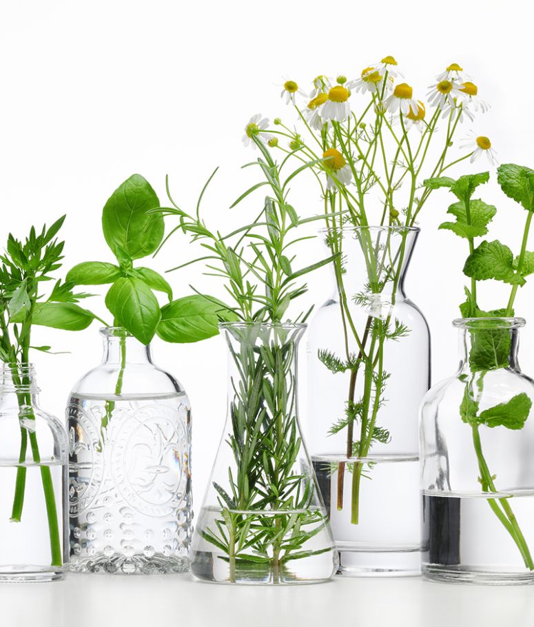 homeopatia