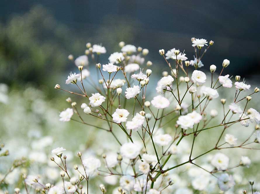 gypsophila