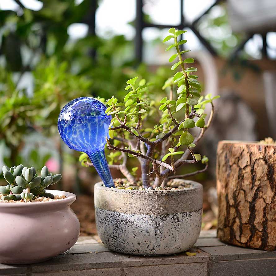 plantas-en-vacaciones
