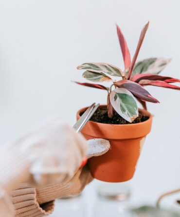 ves-tus-plantas-marchitas-revivelas