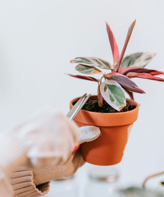 ves-tus-plantas-marchitas-revivelas