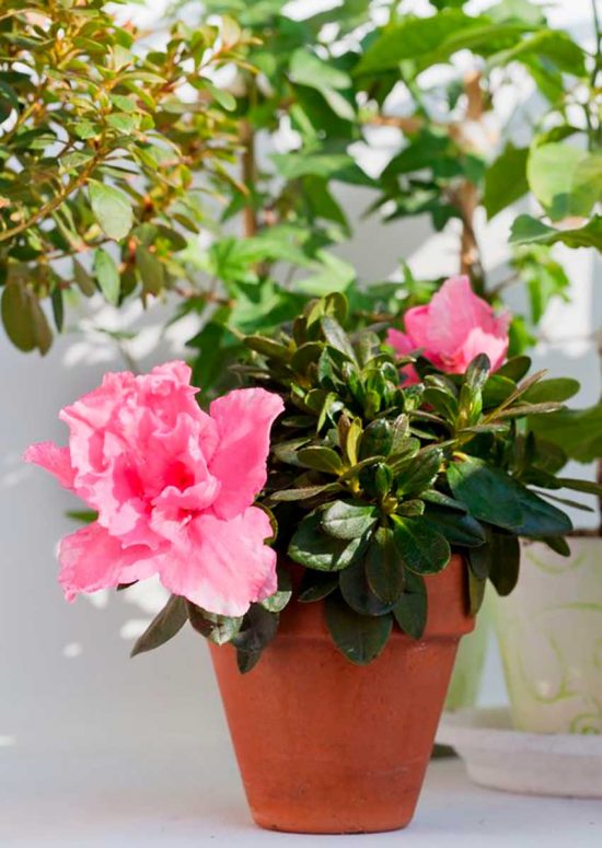 azalea