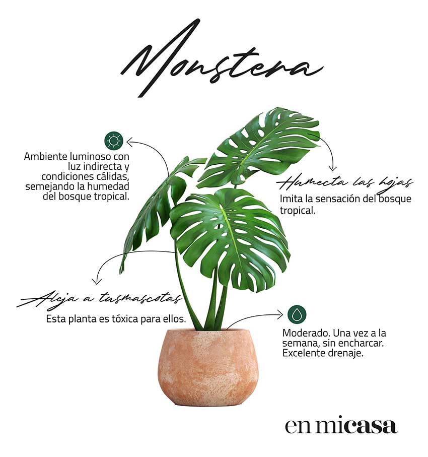 monstera-infografía