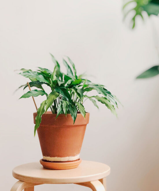 plantas-enfermas