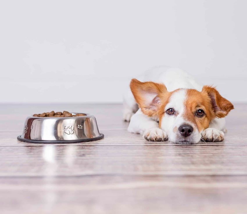 la-alimentacion-de-tu-perro