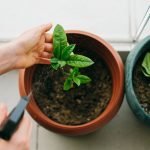 cuidados-de-las-plantas-en-macetas-2