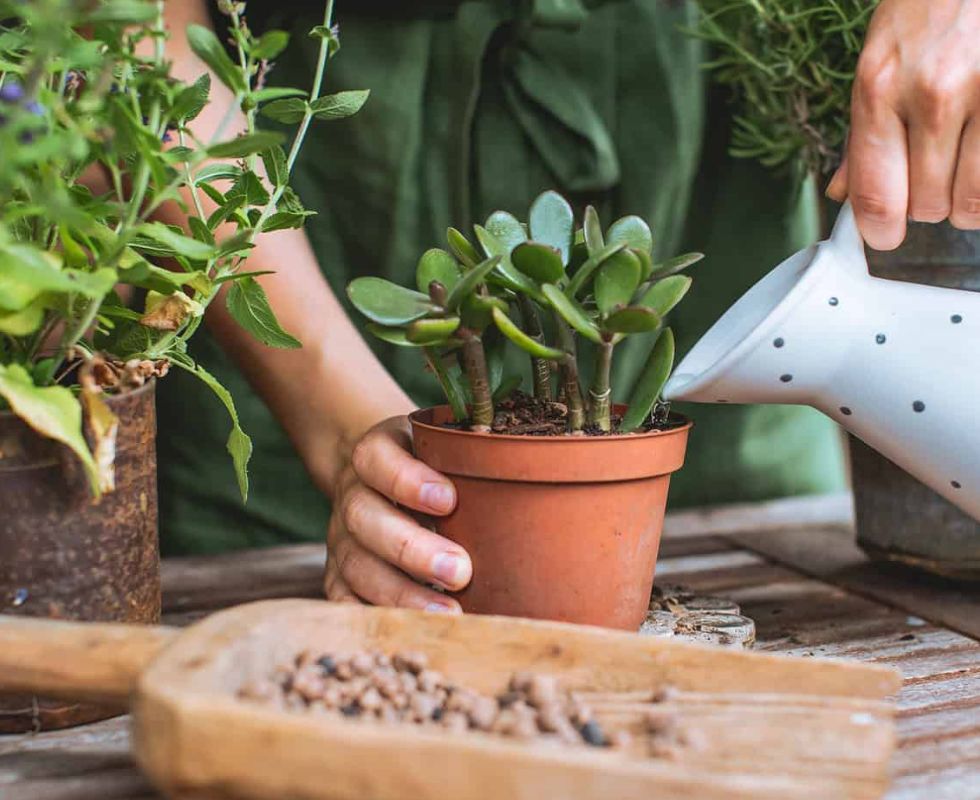 alimenta-tus-plantas-como-debe-ser