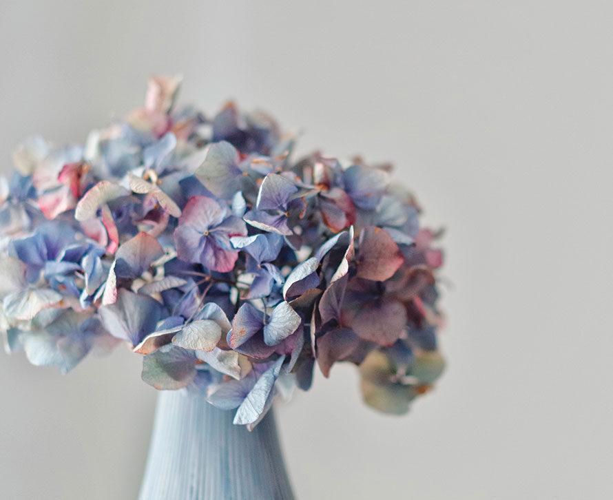 hortensias