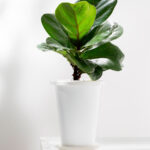 ficus-lyrata-2