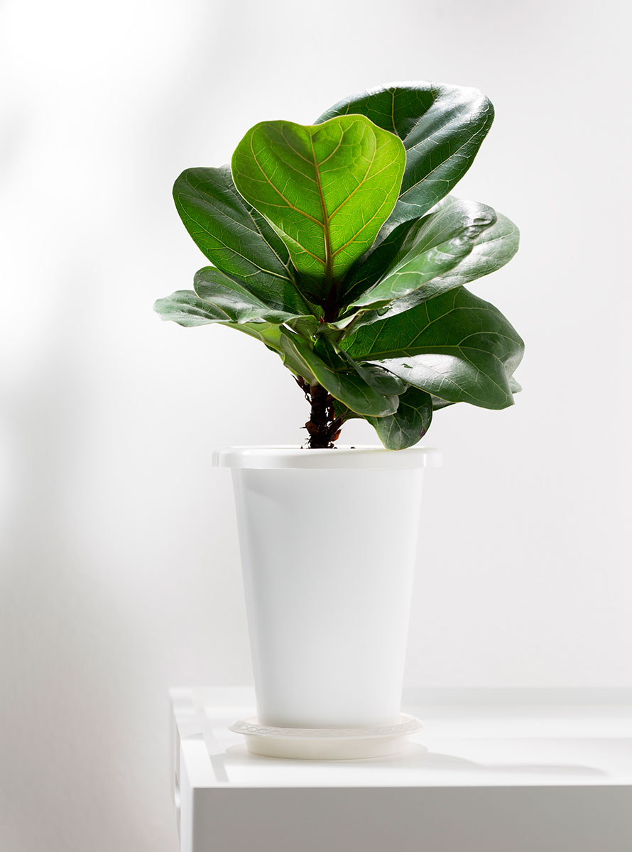 ficus-lyrata-2
