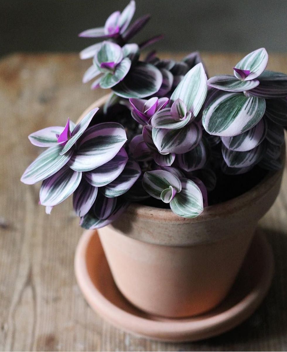 jardineria indoor