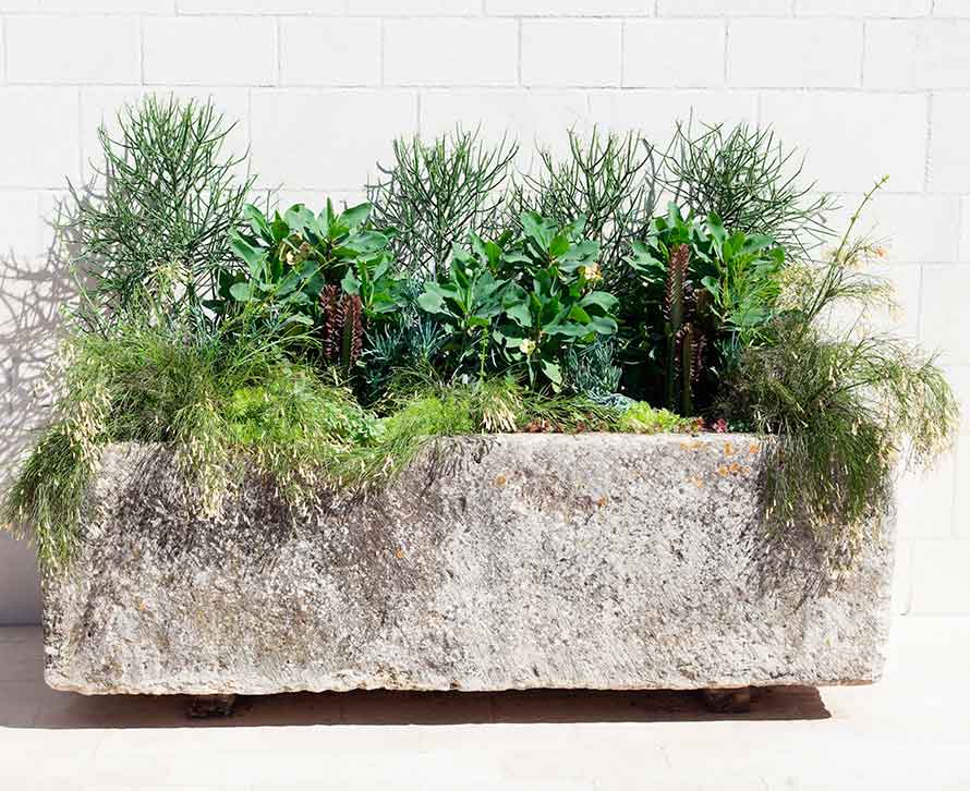 plantas-de-sol