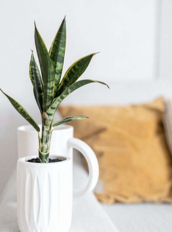 plantas-purificadoras